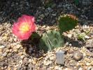 Opuntia phaecantha peach-pink