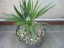 WASHINGTONIA ROBUSTA