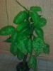 Dieffenbachia