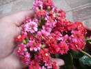 flori 19.05.2009 045