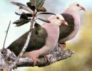 PinkPigeon2