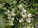 Picture 028
