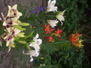 DSCI0829