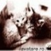 animale__avatare-cu-pisicute-27_jpg_85_cw85_ch85