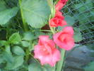 DSC00685