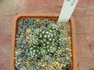 M. haudeana
