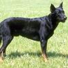 ciobanesc-de-beauce-beauceron-001