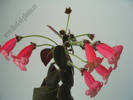 Kohleria Prince Albert 13