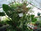 Platycerium bifurcatum