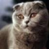 t_scottishfold02