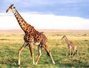 girafa1[1]