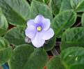 noname bleu deschis