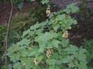 DSCI0609
