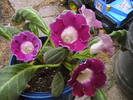 Picture 015