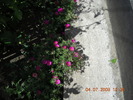 DSCN7265