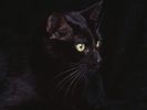 Black Cat Profile