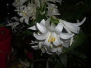 DSCI0868