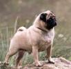 PUG CARLINO MOPS