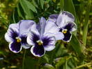 P1110979