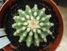 Echinocactus grusonii v. brevispinus