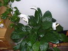 Spathiphyllum wallisii