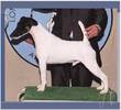 Fox Terrier Cu Par Neted (M)