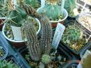 Setiechinopsis mirabilis