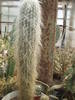 Cefalocereus senilis