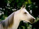 HORSE206