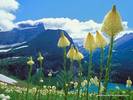 Wallpapers - Nature 10 - Beargrass,_Grinnell_Lake,_Glacier_National_Park,_Montana