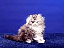 Fluff and Fold, Scottish Fold