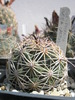 Coryphantha inca neidentificata