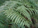 Feriga de câmp (Pteridium aquilinium)