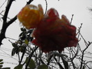 DSCF2195