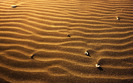 1948_sandy_2560x1600