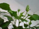 boboci de hibiscus ciclam