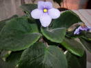 Violete de Parma