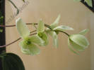 Clematita Armandii 9