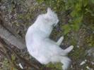 animale (4)