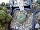 Lophophora fricii