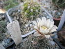 Gymnocalycium - 09.06