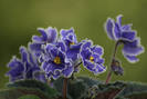 Caribean blue