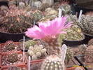 48-Echinocereus pectinatus