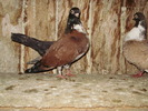 P9061592