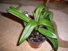 Frunze  Paphiopedilum