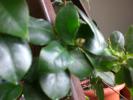Picture 021