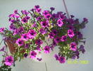 petunia surfinia