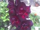 GLADIOLA