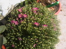 Picture 006
