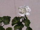muscata alba